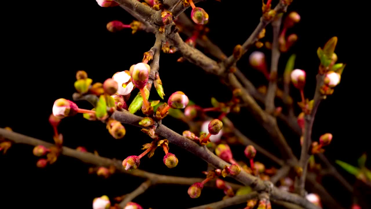 Stock Video Flowers On The Branches Of A Tree Opening Slowly Live Wallpaper For PC