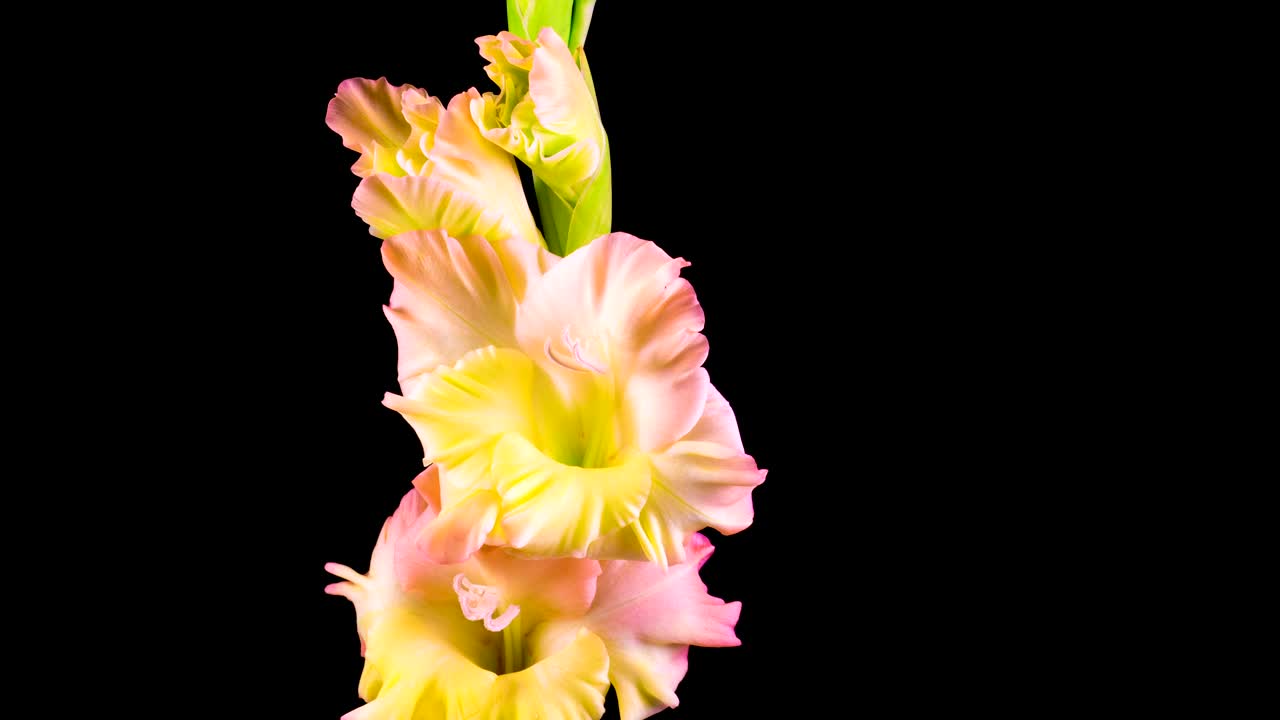 Stock Video Flowers On A Stem Slowly Opening Their Petals Live Wallpaper For PC