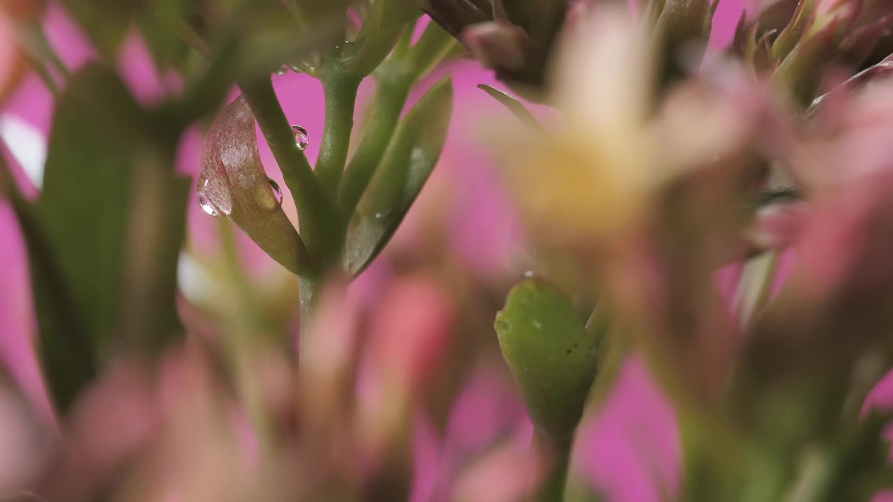 Stock Video Flowers On A Pink Background Focused On Its Details Live Wallpaper For PC