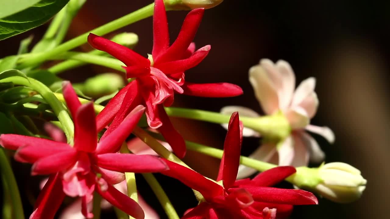 Stock Video Flowers Moving Gently In The Wind Live Wallpaper For PC