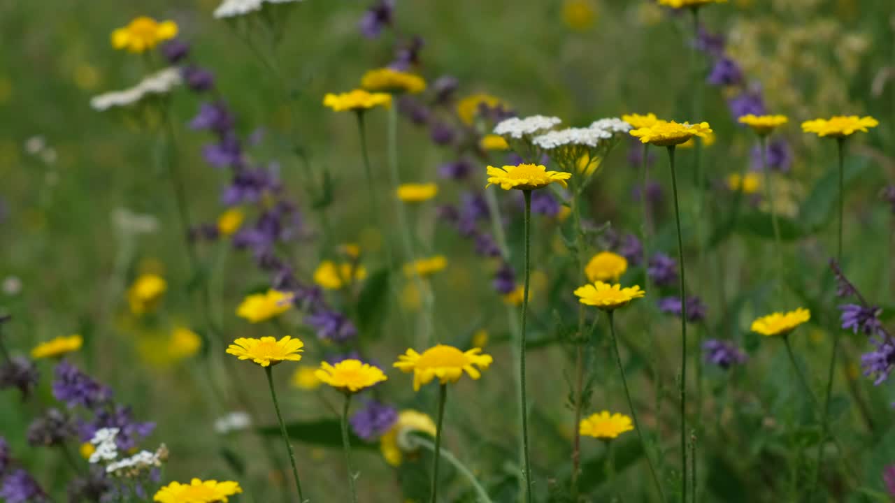 Stock Video Flowers In Nature Live Wallpaper For PC