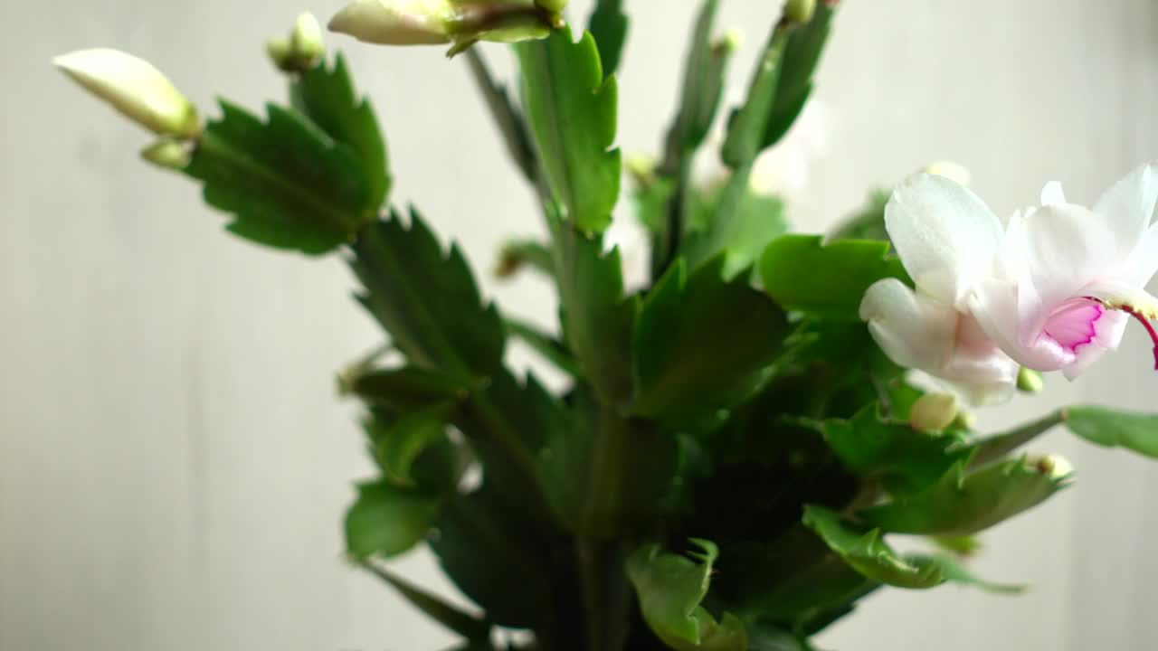 Stock Video Flowers In A Tall Vase Live Wallpaper For PC