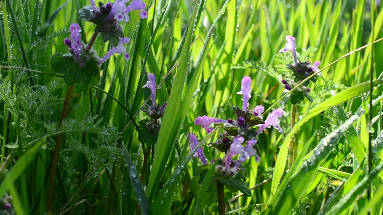 Stock Video Flowers In A Meadow Live Wallpaper For PC