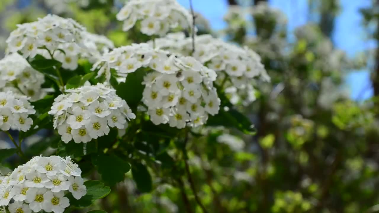 Stock Video Flowers Growing In Spring Live Wallpaper For PC
