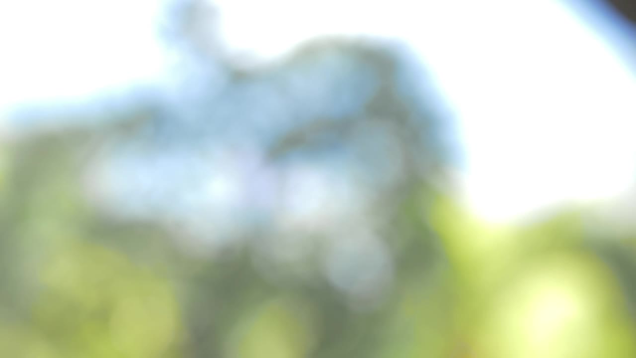 Stock Video Flowers Falling At A Spa Live Wallpaper For PC