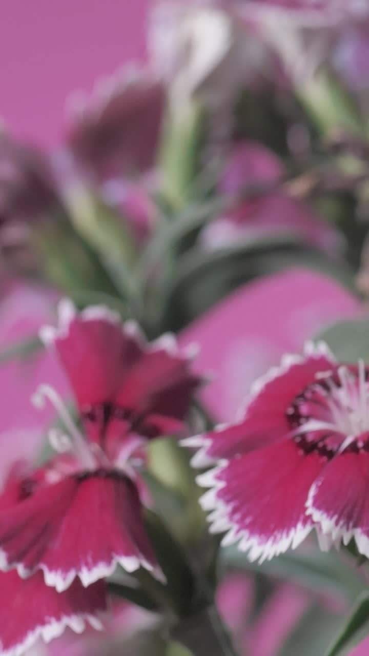 Stock Video Flowers Between Stems And Green Leaves Live Wallpaper For PC