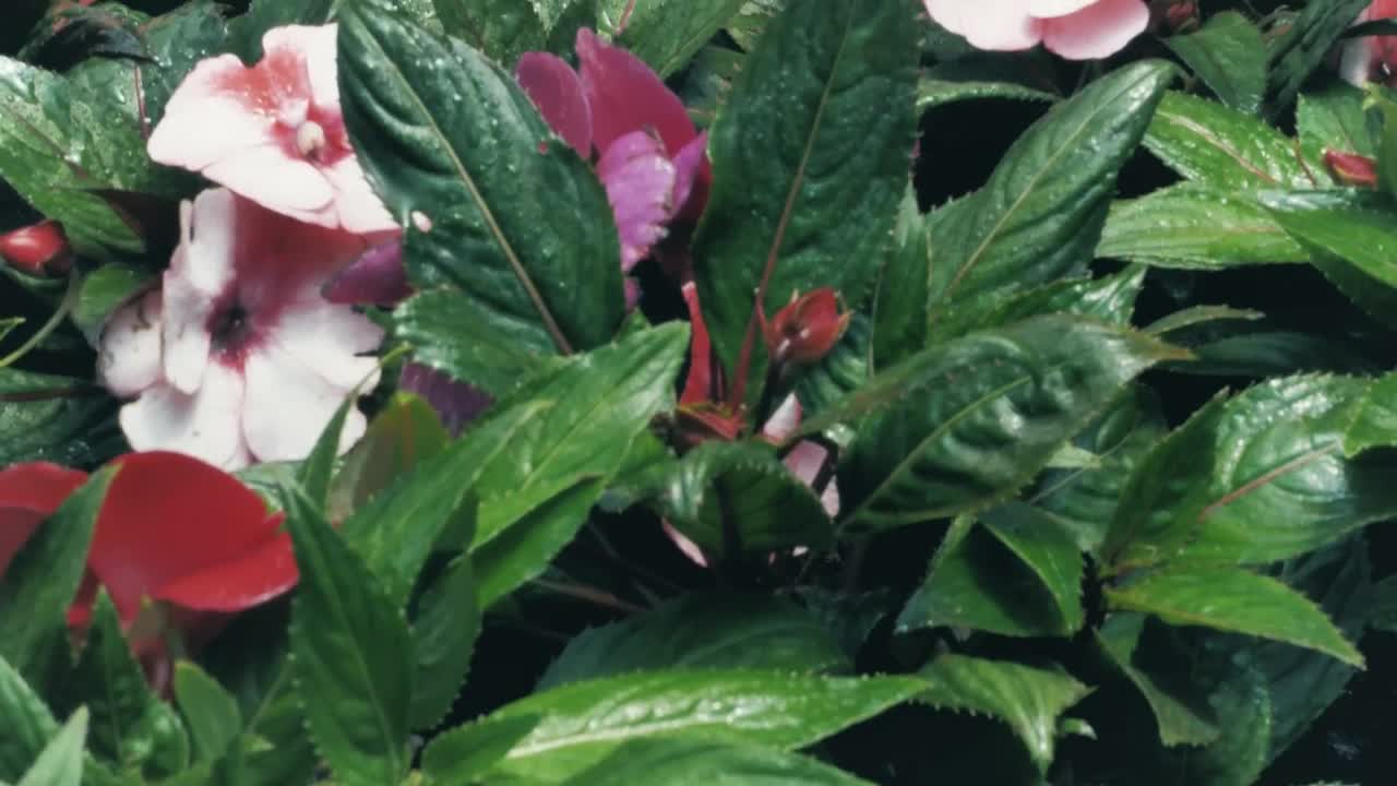 Stock Video Flowers And Green Plants Live Wallpaper For PC