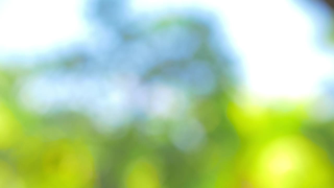 Stock Video Flowers And Towels At A Spa Live Wallpaper For PC