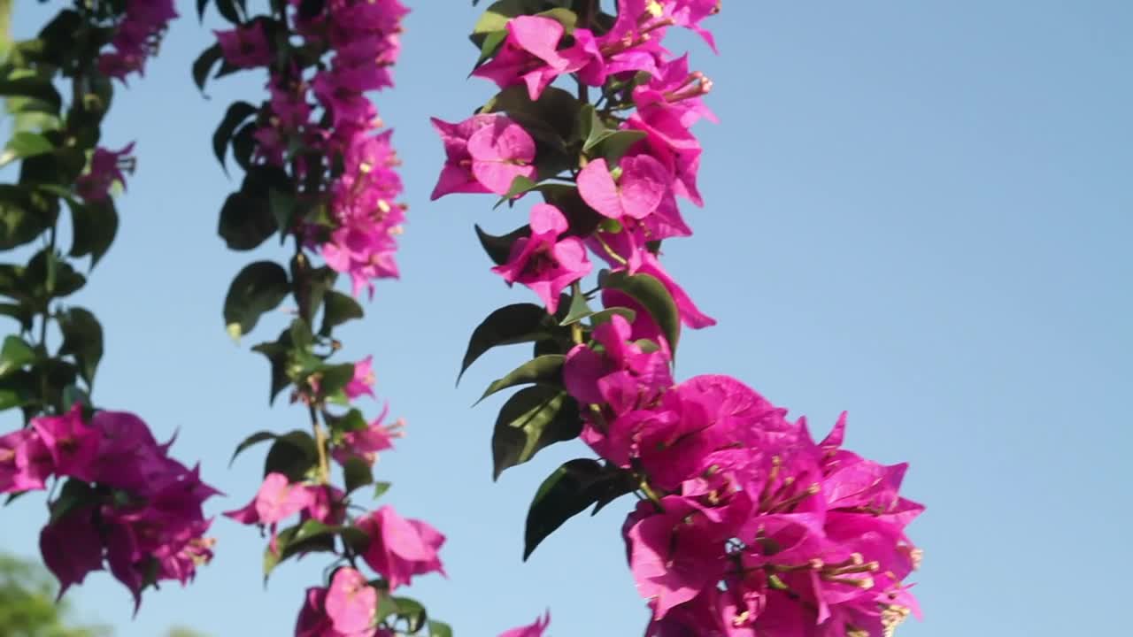 Stock Video Flowers Against A Clear Blue Sky Live Wallpaper For PC