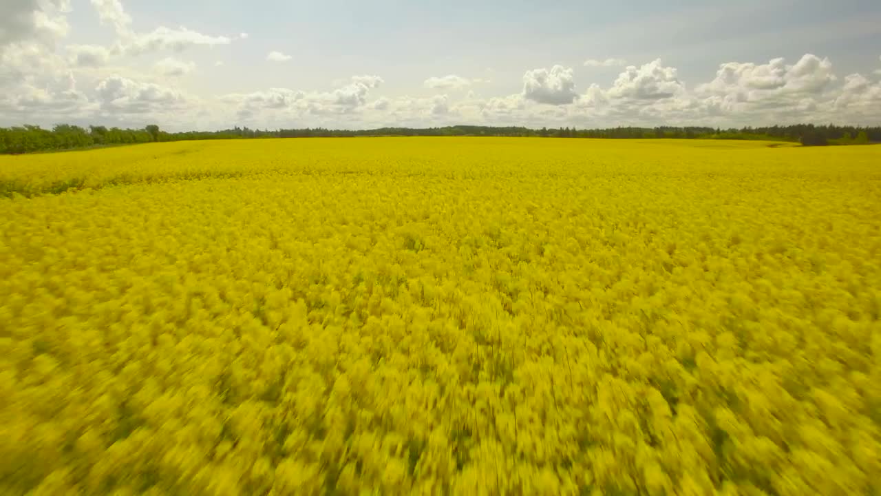 Stock Video Flowering Crops Live Wallpaper For PC