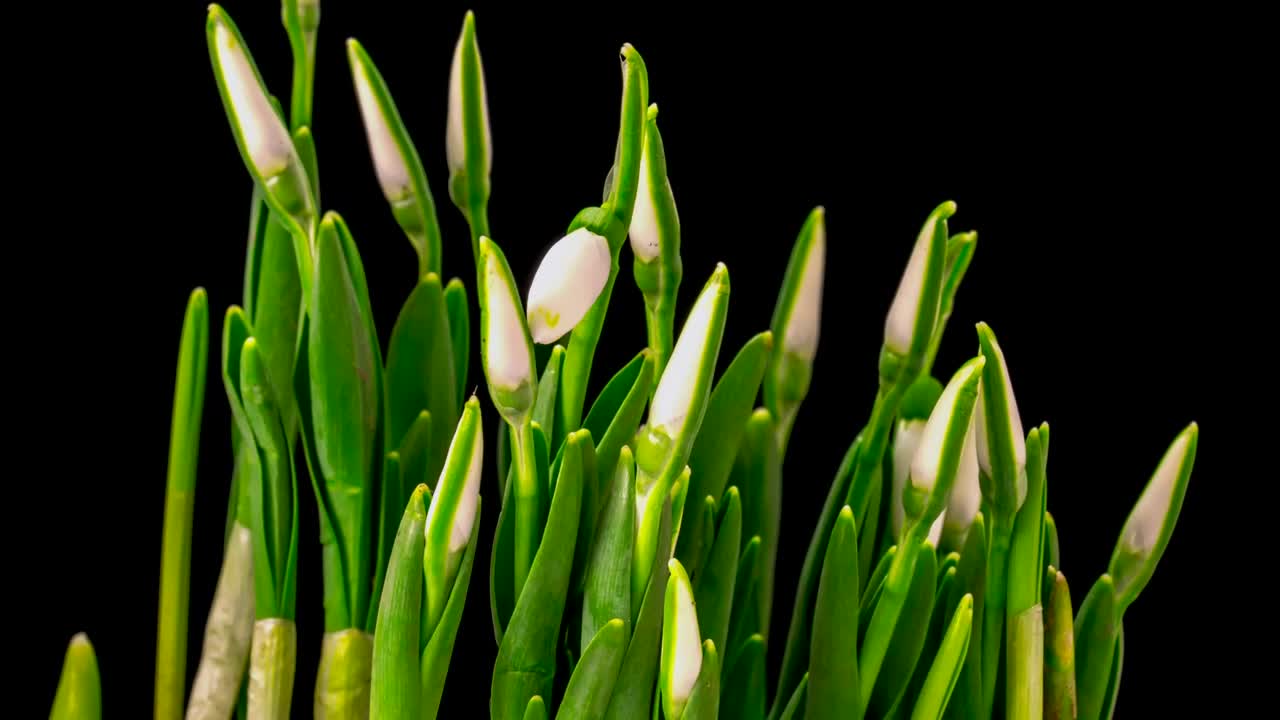 Stock Video Flower Plant With Cocoons Growing Live Wallpaper For PC