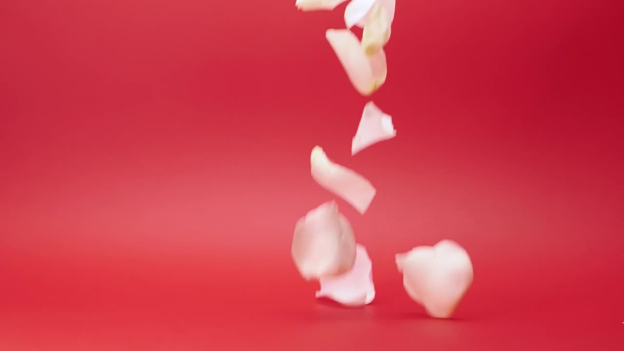 Stock Video Flower Petals Falling Live Wallpaper For PC