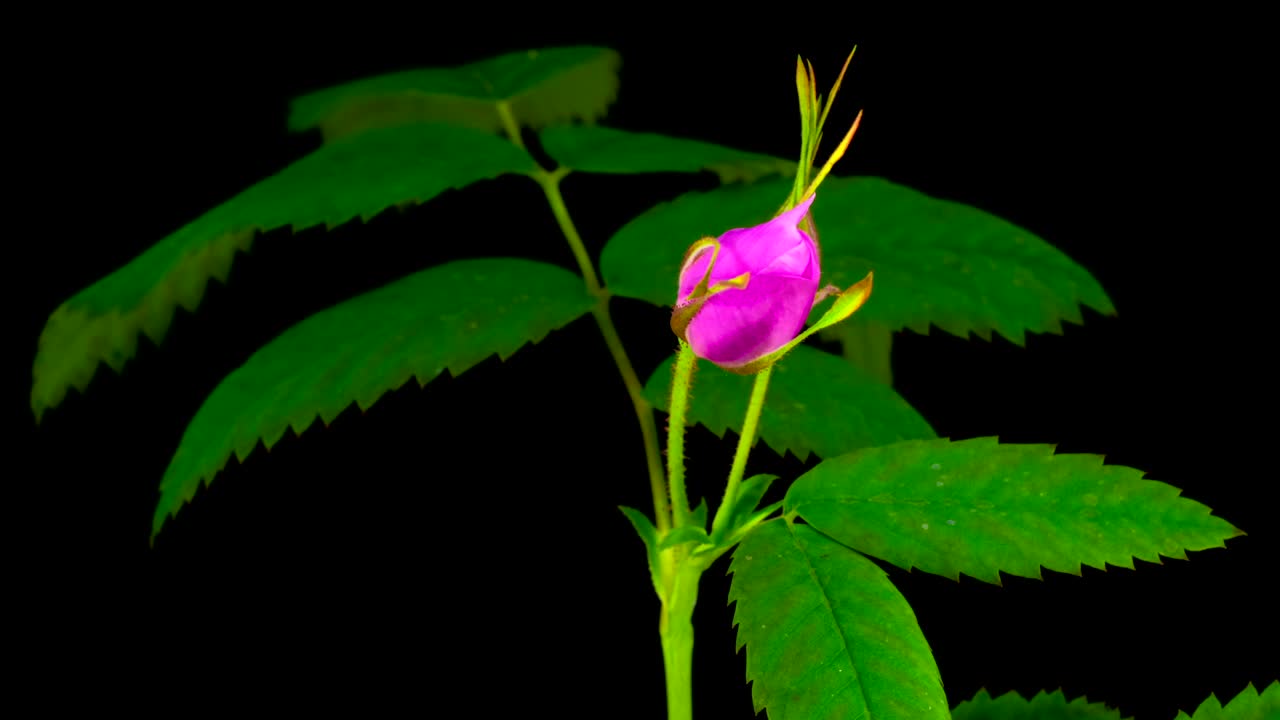 Stock Video Flower On A Plant Opening Its Pink Petals Live Wallpaper For PC
