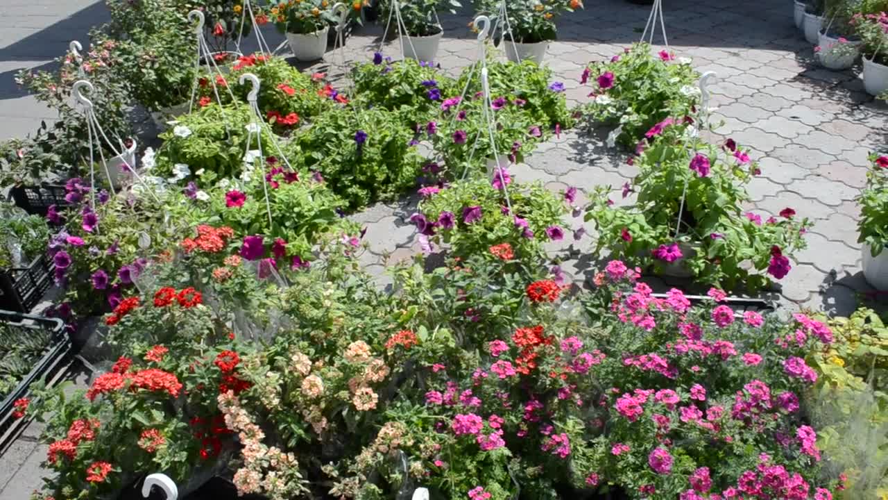 Stock Video Flower Market Stall Live Wallpaper For PC