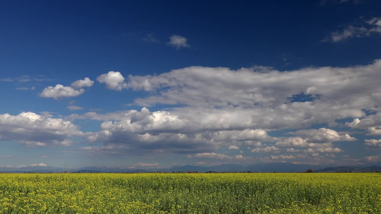 Stock Video Flower Landscape And The Cloudy Sky Live Wallpaper For PC