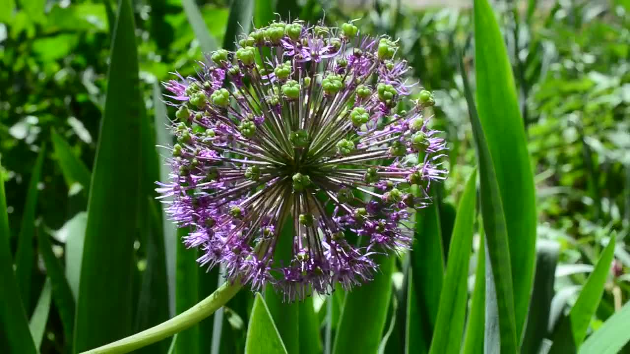 Stock Video Flower Growing Within Tall Grass Live Wallpaper For PC