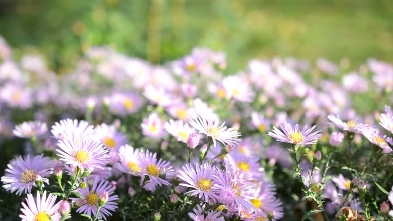 Stock Video Flower Field With Bees Pollinating Live Wallpaper For PC
