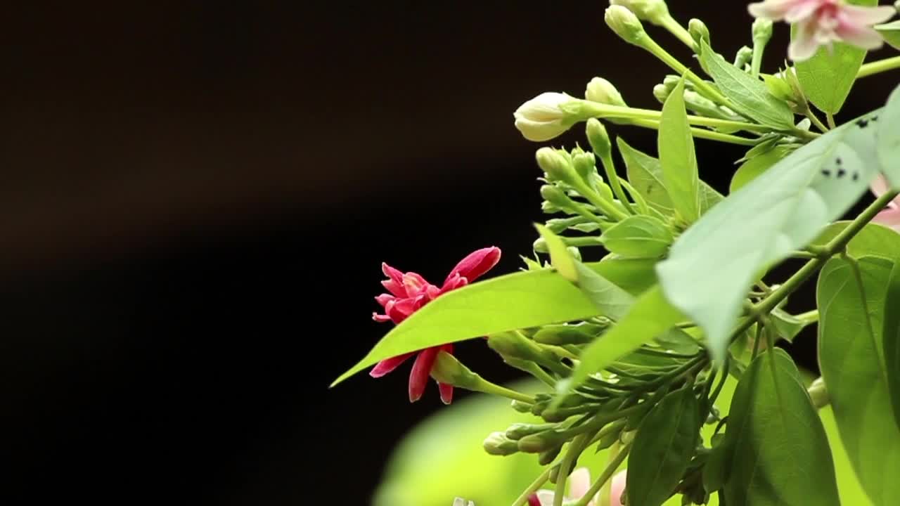 Stock Video Flower Buds In The Sunshine Live Wallpaper For PC