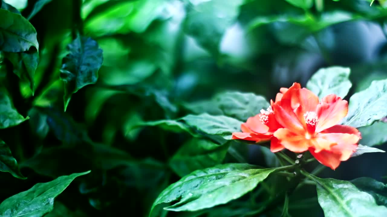 Stock Video Flower Between Plants Live Wallpaper For PC