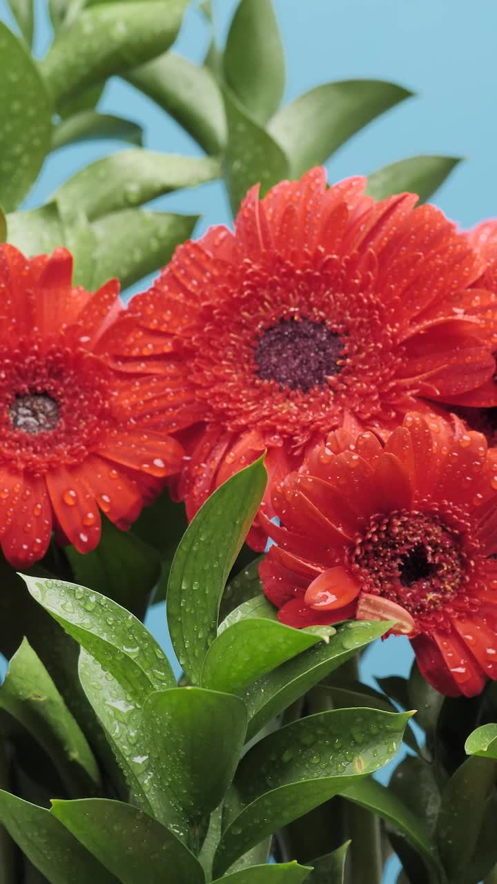 Stock Video Flower Arrangement On A Blue Background Live Wallpaper For PC