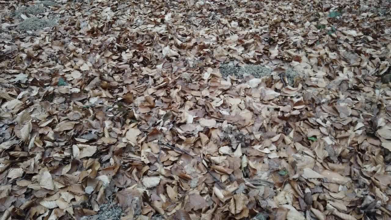 Stock Video Floor Of A Forest Of Tall Trees Covered With Dry Live Wallpaper For PC