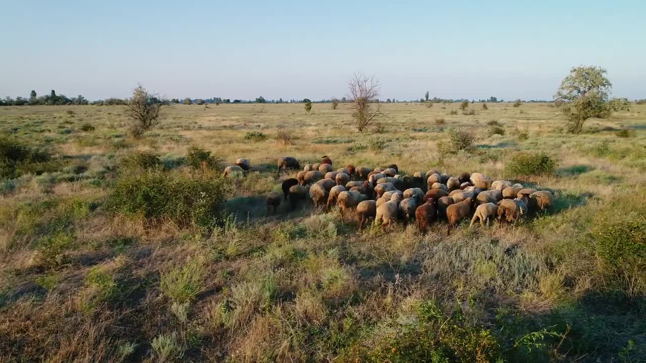 Stock Video Flock Of Sheep Walking In The Meadow Live Wallpaper For PC
