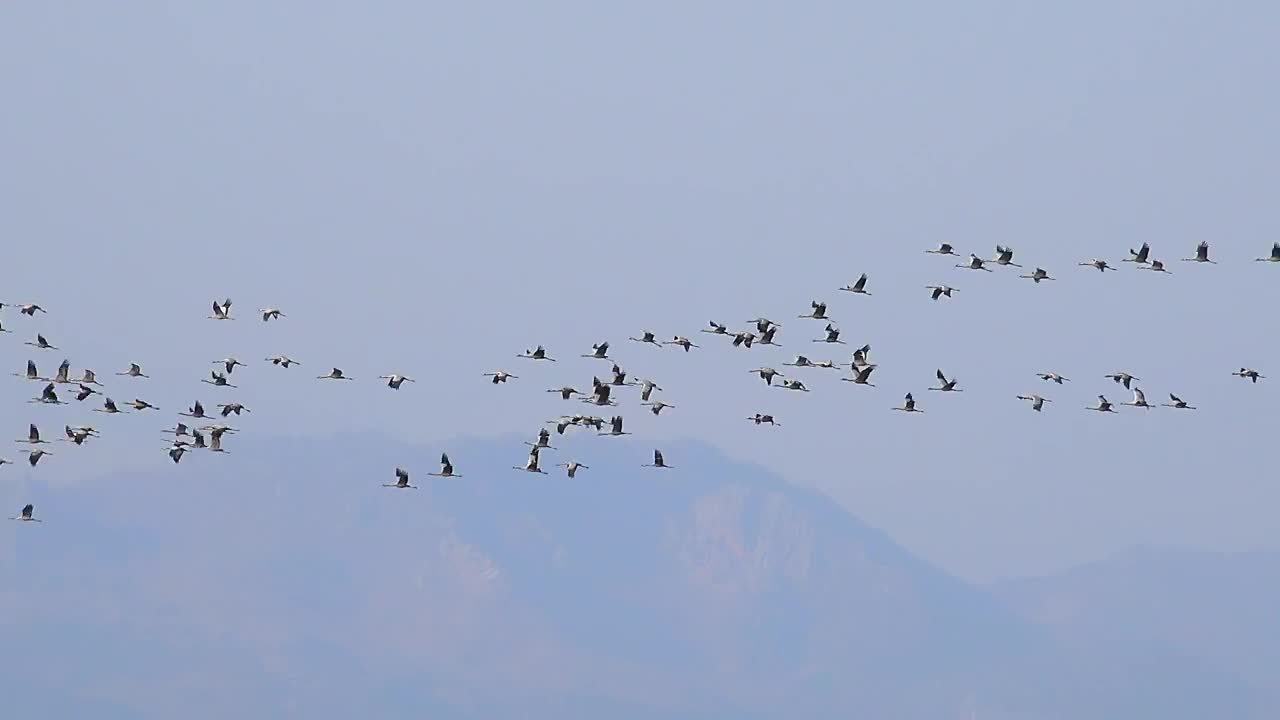 Stock Video Flocks Of Birds Flying In The Sky Live Wallpaper For PC