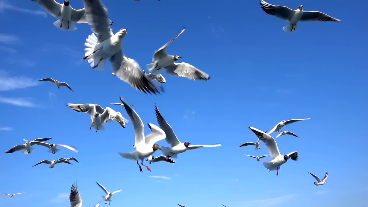 Stock Video Flock Of Seagulls In The Sky Live Wallpaper For PC