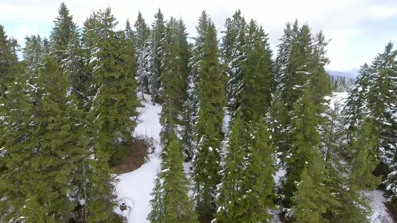 Stock Video Flight Above The Snowy Forest Live Wallpaper For PC
