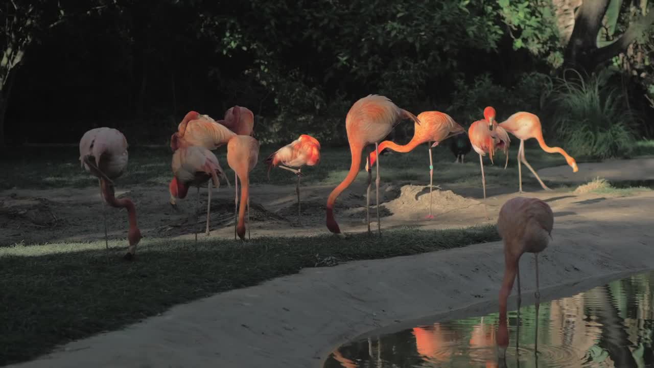 Stock Video Flamingos In A Zoo Enclosure Live Wallpaper For PC