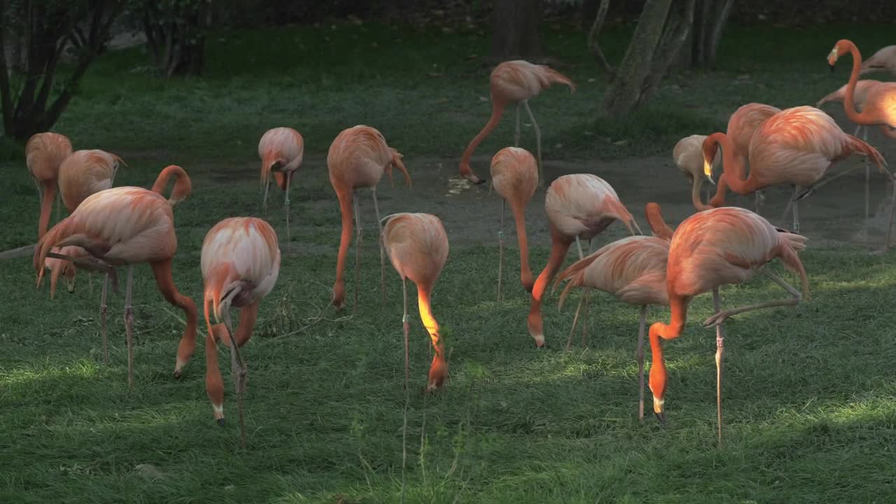 Stock Video Flamingos Eating In A Field Live Wallpaper For PC