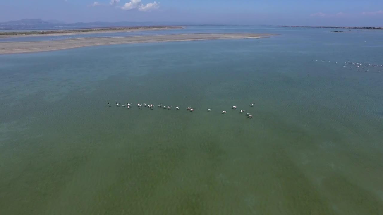 Stock Video Flamingos Flying Above The Water Live Wallpaper For PC