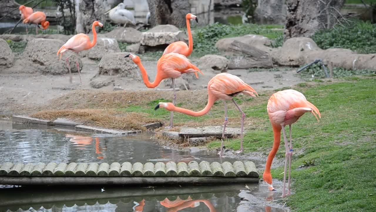 Stock Video Flamingos Drinking From A Pond Live Wallpaper For PC