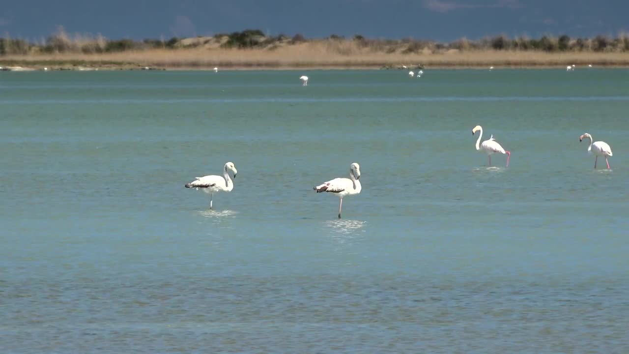 Stock Video Flamingo Birds Walking On The Lake Live Wallpaper For PC