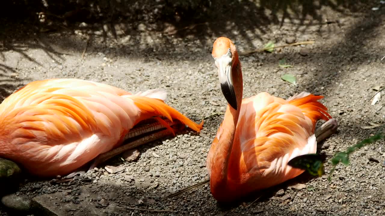 Stock Video Flamingo Birds Resting On The Ground Live Wallpaper For PC