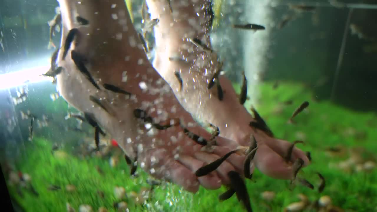 Stock Video Fishes Cleaning A Clients Feet Live Wallpaper For PC