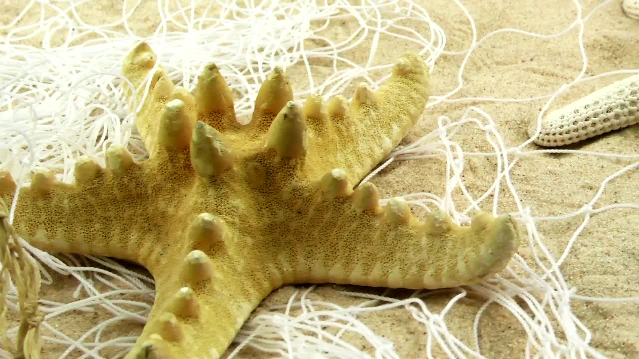 Stock Video Fished Starfish On The Sand Live Wallpaper For PC