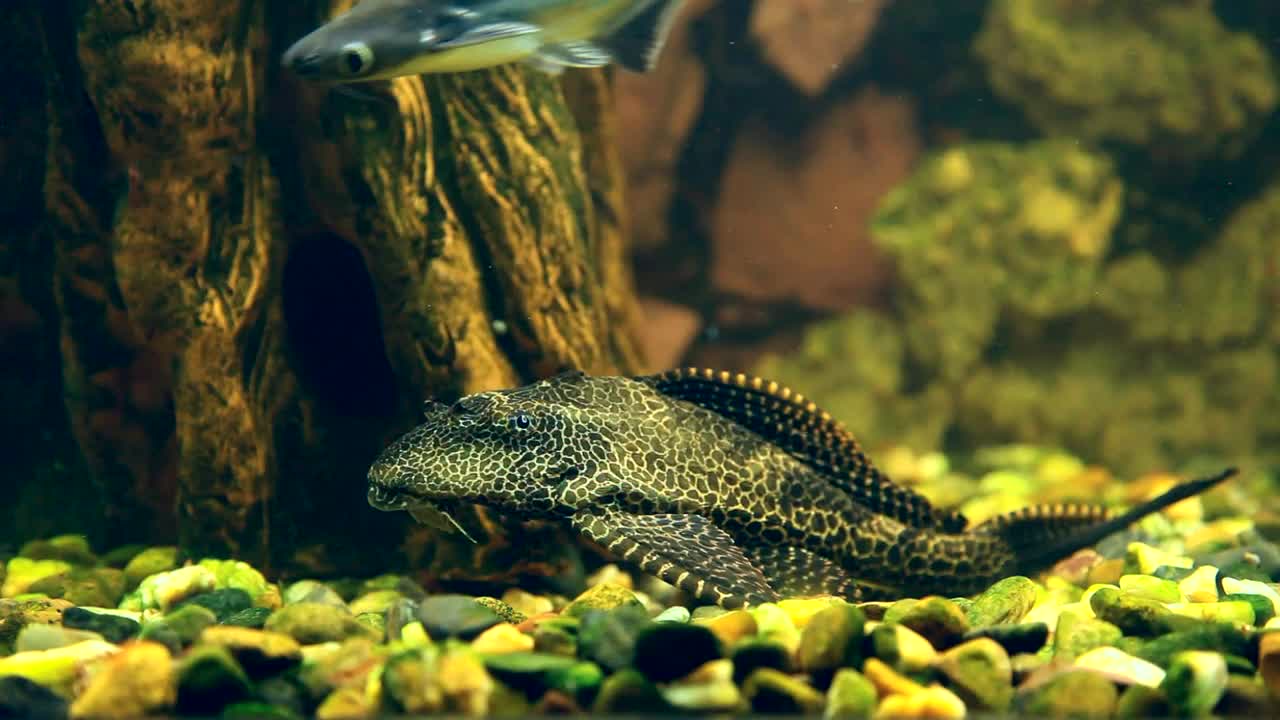 Stock Video Fish Underwater Live Wallpaper For PC