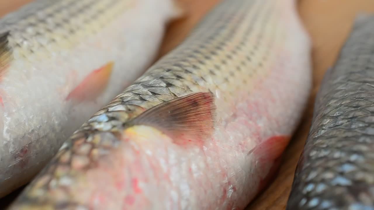 Stock Video Fish Texture Live Wallpaper For PC