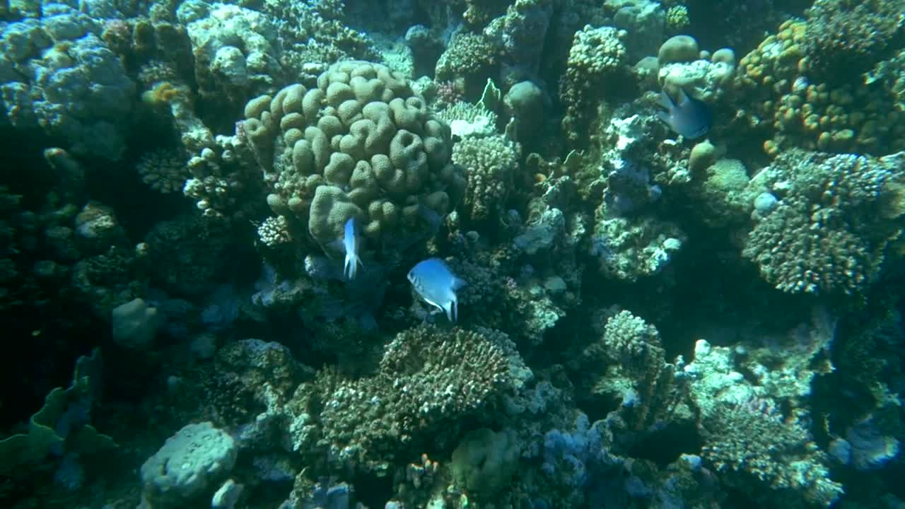 Stock Video Fish Swimming Over A Reef Live Wallpaper For PC