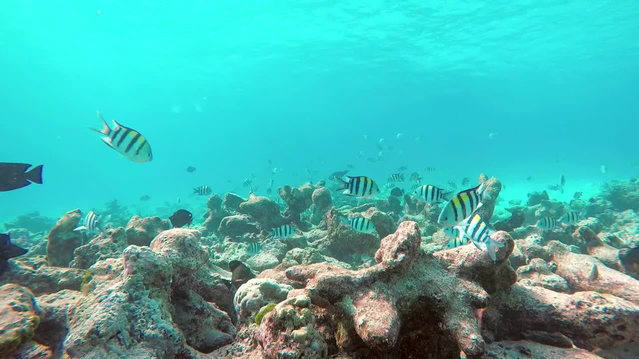 Stock Video Fish Swimming On A Reef Underwater Shot Live Wallpaper For PC