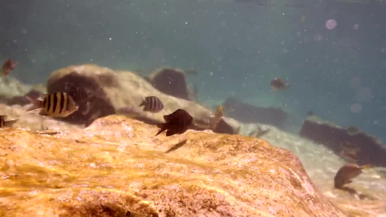 Stock Video Fish Swimming On A Reef Near A Rock Live Wallpaper For PC