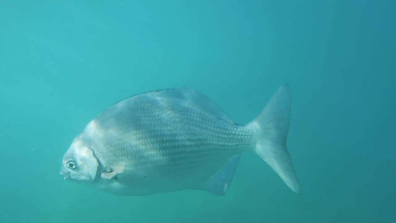 Stock Video Fish Swimming In The Sea Live Wallpaper For PC