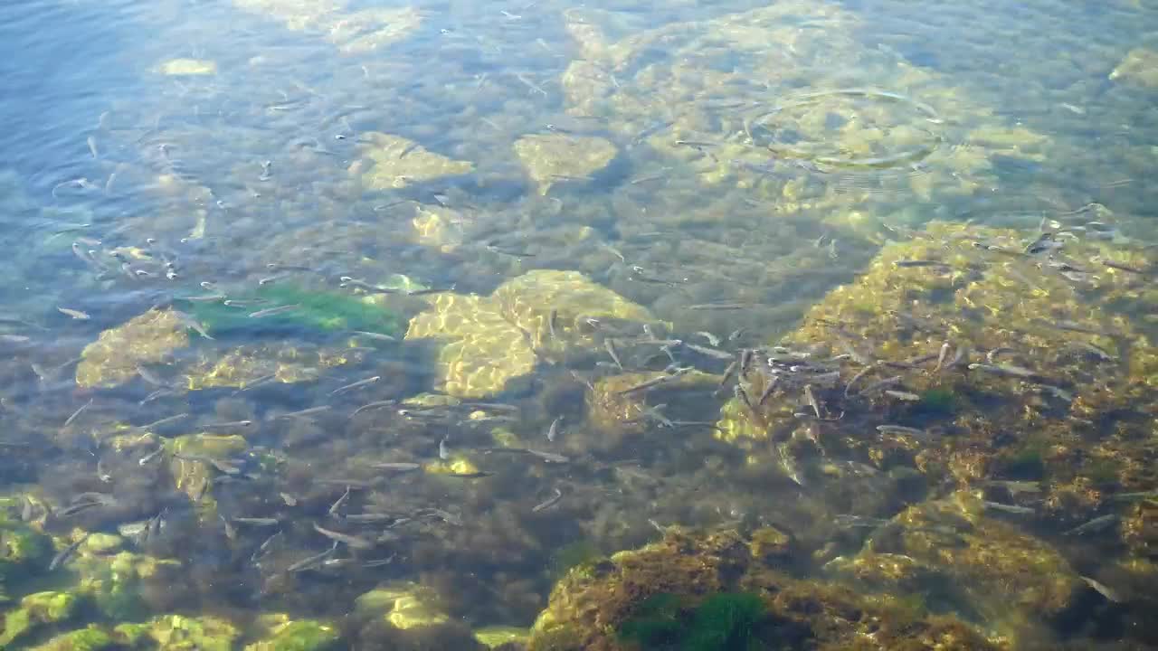 Stock Video Fish Swimming In The Shallows Live Wallpaper For PC