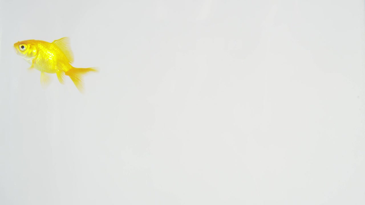 Stock Video Fish Swimming Around Live Wallpaper For PC