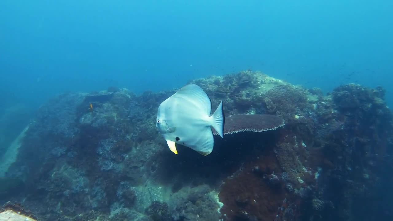 Stock Video Fish Swimming In A Reef Calmly Live Wallpaper For PC