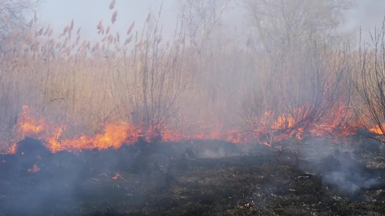 Stock Video Fire Consuming Dry Grass In The Forest Live Wallpaper For PC