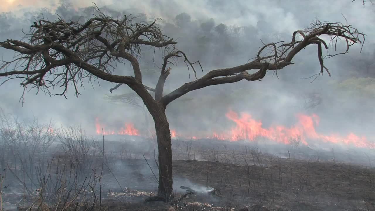 Stock Video Fire Burning On The Forest Live Wallpaper For PC