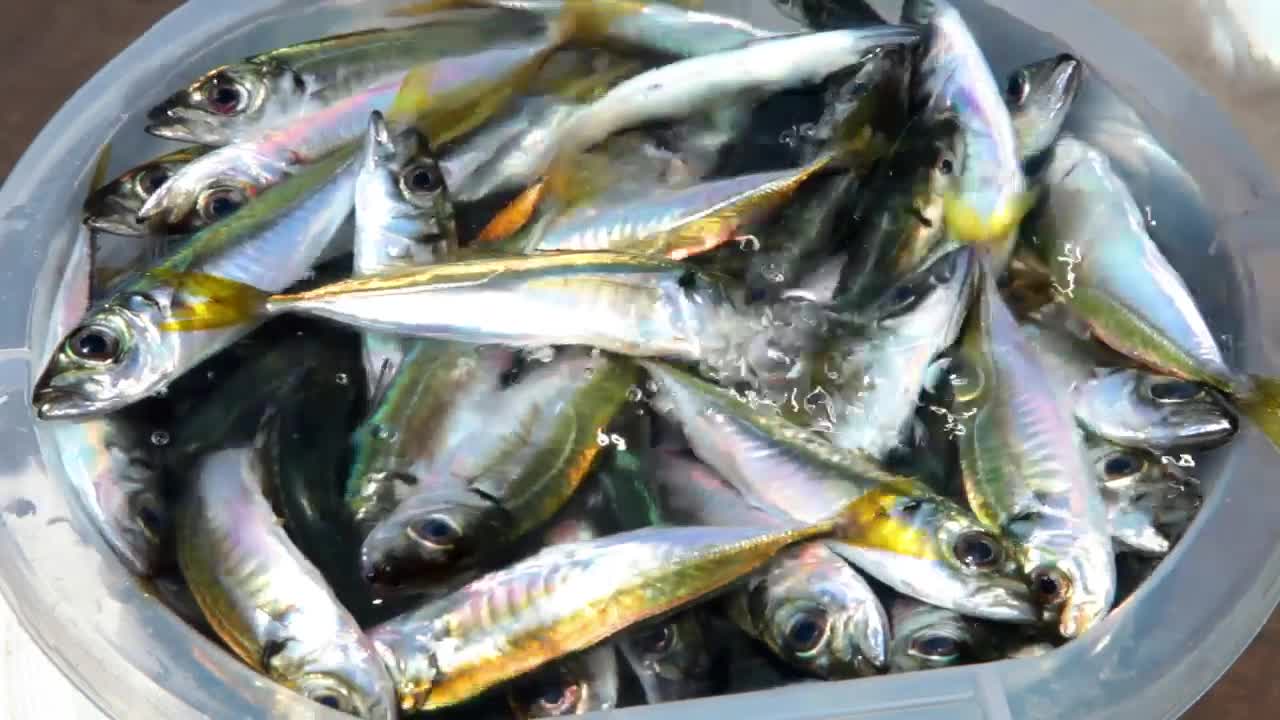 Stock Video Filling A Bowl Full Of Fish Live Wallpaper For PC