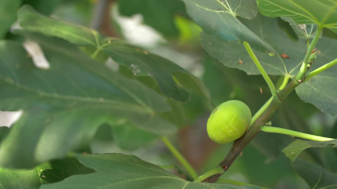 Stock Video Fig Growing In A Tree Live Wallpaper For PC
